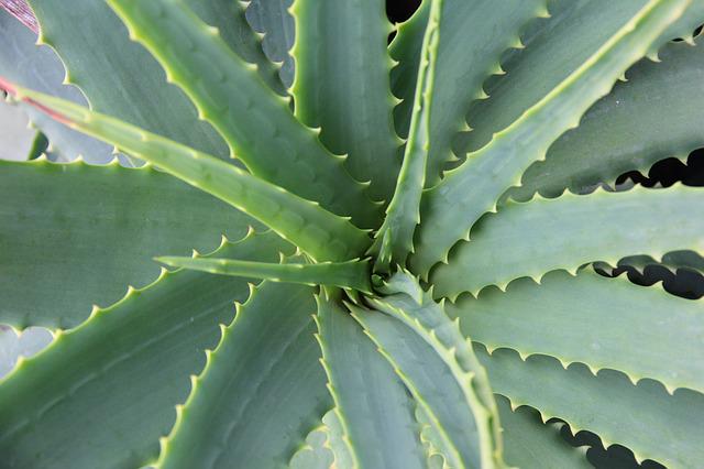 3 Reasons To Use Aloe Vera in Your Bath